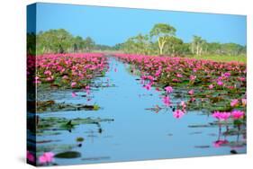 Group of Beautiful Blossom Lotus-num_skyman-Stretched Canvas
