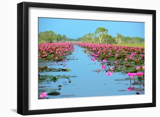 Group of Beautiful Blossom Lotus-num_skyman-Framed Photographic Print