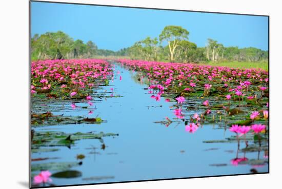 Group of Beautiful Blossom Lotus-num_skyman-Mounted Photographic Print