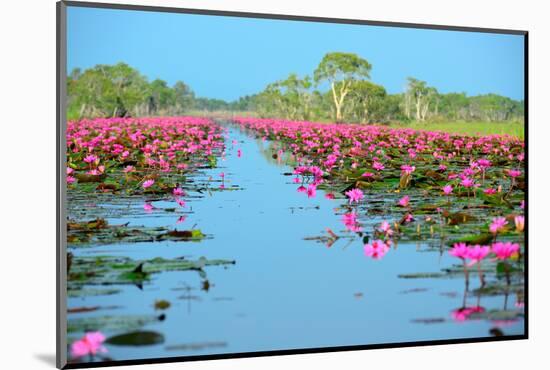 Group of Beautiful Blossom Lotus-num_skyman-Mounted Photographic Print