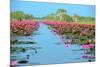 Group of Beautiful Blossom Lotus-num_skyman-Mounted Photographic Print