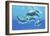 Group of Bottlenose Dolphins Foraging the Ocean-Stocktrek Images-Framed Art Print