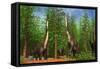 Group of Brachiosaurus Dinosaurs Grazing on Tree Tops-Stocktrek Images-Framed Stretched Canvas