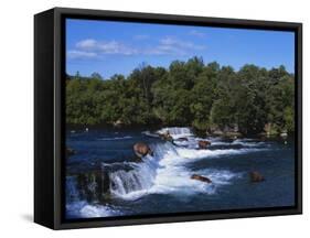 Group of Brown Bears Fishing in Brooks River, Katmai National Park, Alaska, USA-Paul Souders-Framed Stretched Canvas