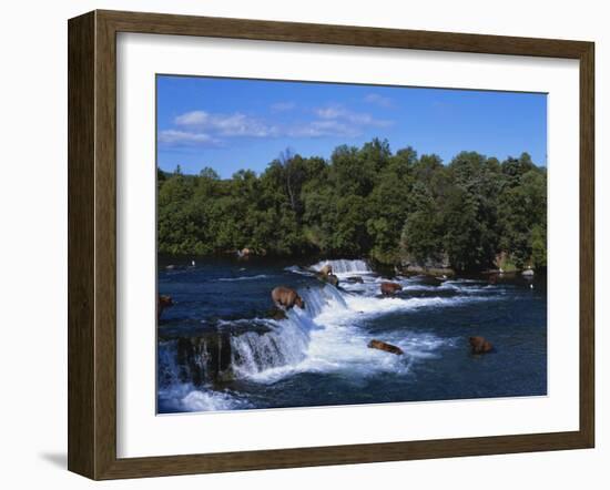 Group of Brown Bears Fishing in Brooks River, Katmai National Park, Alaska, USA-Paul Souders-Framed Photographic Print