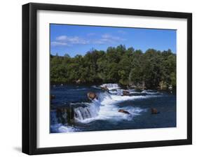 Group of Brown Bears Fishing in Brooks River, Katmai National Park, Alaska, USA-Paul Souders-Framed Photographic Print