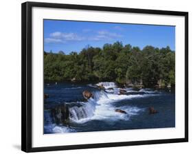 Group of Brown Bears Fishing in Brooks River, Katmai National Park, Alaska, USA-Paul Souders-Framed Photographic Print