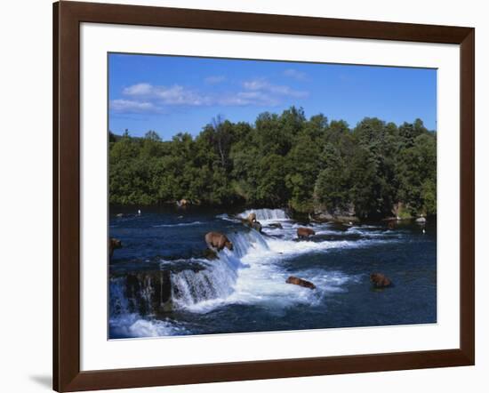 Group of Brown Bears Fishing in Brooks River, Katmai National Park, Alaska, USA-Paul Souders-Framed Photographic Print