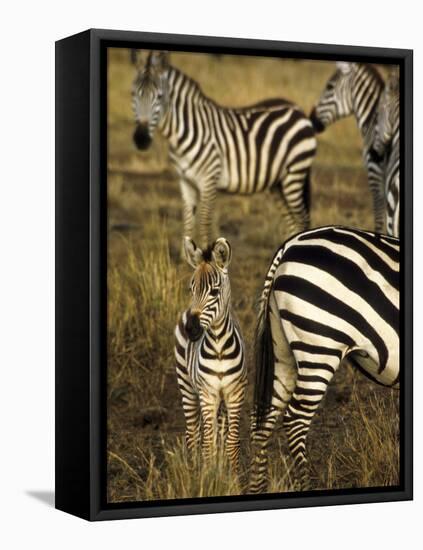 Group of Burchell's Zebra at Waterhole, Masai Mara Conservancy, Kenya-Alison Jones-Framed Stretched Canvas