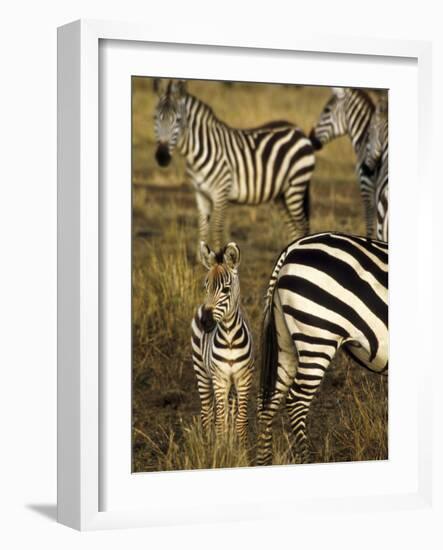 Group of Burchell's Zebra at Waterhole, Masai Mara Conservancy, Kenya-Alison Jones-Framed Photographic Print