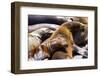 Group of California Sea Lions Sun Bathing on the Floating Docks in San Francisco-wollertz-Framed Photographic Print