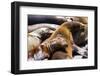 Group of California Sea Lions Sun Bathing on the Floating Docks in San Francisco-wollertz-Framed Photographic Print