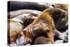 Group of California Sea Lions Sun Bathing on the Floating Docks in San Francisco-wollertz-Stretched Canvas