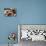 Group of California Sea Lions Sun Bathing on the Floating Docks in San Francisco-wollertz-Photographic Print displayed on a wall