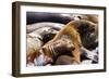 Group of California Sea Lions Sun Bathing on the Floating Docks in San Francisco-wollertz-Framed Photographic Print