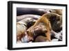 Group of California Sea Lions Sun Bathing on the Floating Docks in San Francisco-wollertz-Framed Photographic Print