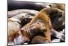 Group of California Sea Lions Sun Bathing on the Floating Docks in San Francisco-wollertz-Mounted Photographic Print