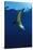 Group of Californian Sea Lion, Zalophus Californianus, Usa, California, Pacific Ocean-Reinhard Dirscherl-Stretched Canvas