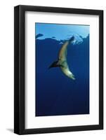 Group of Californian Sea Lion, Zalophus Californianus, Usa, California, Pacific Ocean-Reinhard Dirscherl-Framed Photographic Print