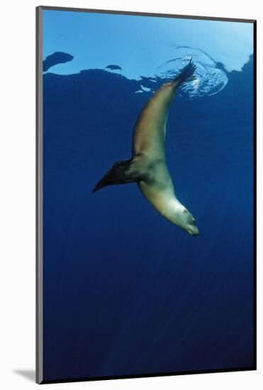 Group of Californian Sea Lion, Zalophus Californianus, Usa, California, Pacific Ocean-Reinhard Dirscherl-Mounted Photographic Print