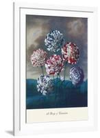 Group of Carnations-null-Framed Art Print