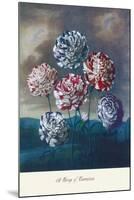 Group of Carnations-null-Mounted Art Print