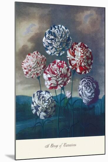 Group of Carnations-null-Mounted Art Print