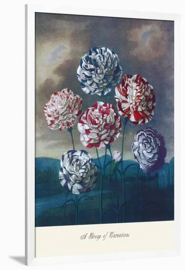 Group of Carnations-null-Framed Art Print