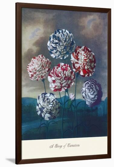 Group of Carnations-null-Framed Art Print