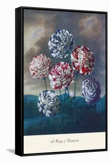 Group of Carnations-null-Framed Stretched Canvas