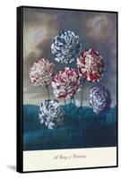 Group of Carnations-null-Framed Stretched Canvas