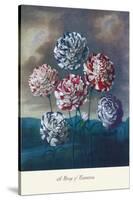 Group of Carnations-null-Stretched Canvas