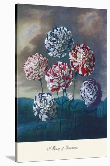 Group of Carnations-null-Stretched Canvas