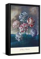 Group of Carnations-null-Framed Stretched Canvas