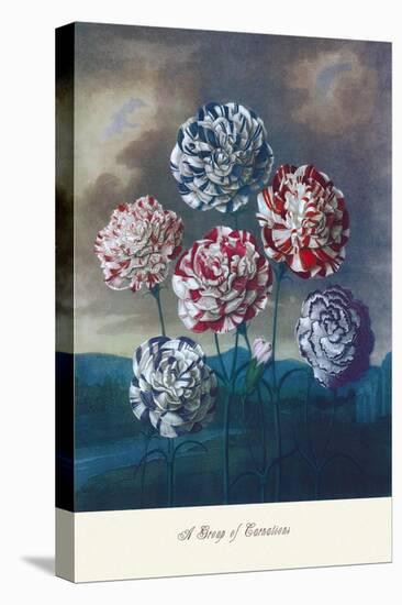 Group of Carnations-null-Stretched Canvas