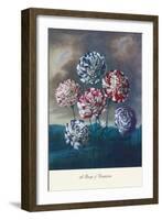 Group of Carnations-null-Framed Art Print