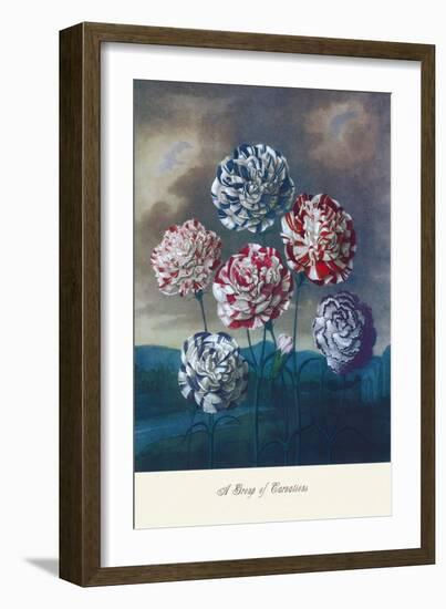 Group of Carnations-null-Framed Art Print