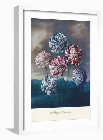 Group of Carnations-null-Framed Art Print