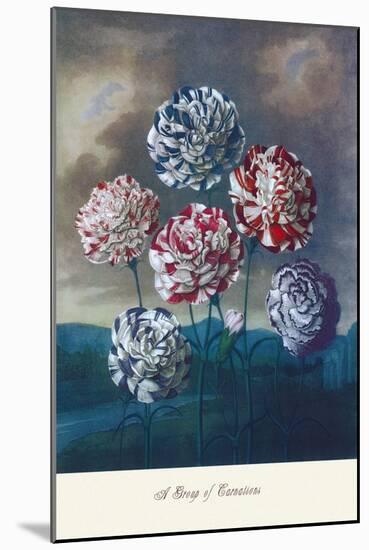 Group of Carnations-null-Mounted Art Print