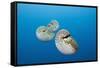 Group of Chambered Nautilus (Nautilus Belauensis), Micronesia, Palau-Reinhard Dirscherl-Framed Stretched Canvas