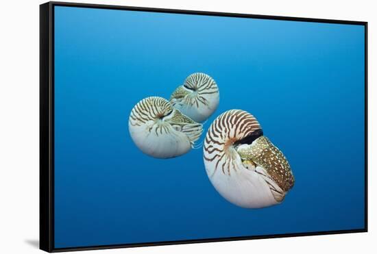 Group of Chambered Nautilus (Nautilus Belauensis), Micronesia, Palau-Reinhard Dirscherl-Framed Stretched Canvas