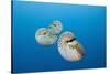 Group of Chambered Nautilus (Nautilus Belauensis), Micronesia, Palau-Reinhard Dirscherl-Stretched Canvas