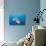 Group of Chambered Nautilus (Nautilus Belauensis), Micronesia, Palau-Reinhard Dirscherl-Photographic Print displayed on a wall