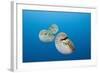 Group of Chambered Nautilus (Nautilus Belauensis), Micronesia, Palau-Reinhard Dirscherl-Framed Photographic Print