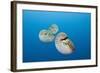 Group of Chambered Nautilus (Nautilus Belauensis), Micronesia, Palau-Reinhard Dirscherl-Framed Photographic Print