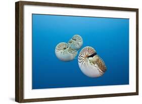 Group of Chambered Nautilus (Nautilus Belauensis), Micronesia, Palau-Reinhard Dirscherl-Framed Photographic Print