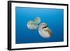 Group of Chambered Nautilus (Nautilus Belauensis), Micronesia, Palau-Reinhard Dirscherl-Framed Photographic Print