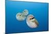 Group of Chambered Nautilus (Nautilus Belauensis), Micronesia, Palau-Reinhard Dirscherl-Mounted Photographic Print