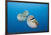 Group of Chambered Nautilus (Nautilus Belauensis), Micronesia, Palau-Reinhard Dirscherl-Framed Photographic Print