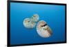 Group of Chambered Nautilus (Nautilus Belauensis), Micronesia, Palau-Reinhard Dirscherl-Framed Photographic Print